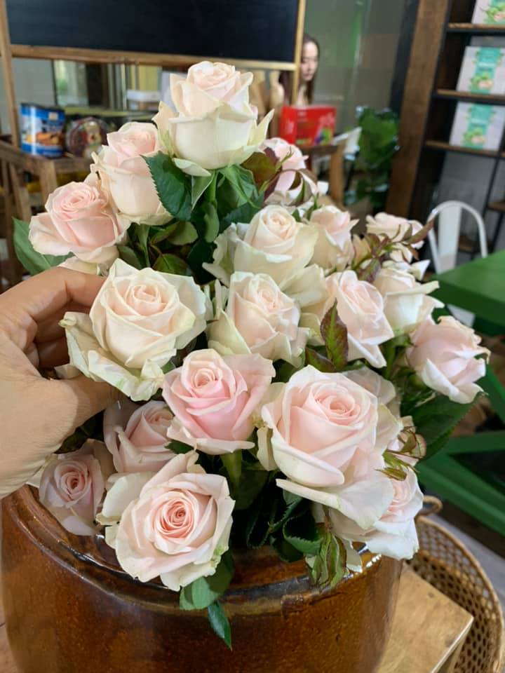 Hồng Trà
